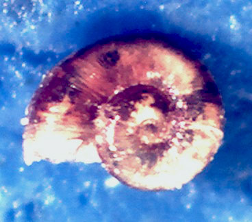 Retrotortina fuscata??